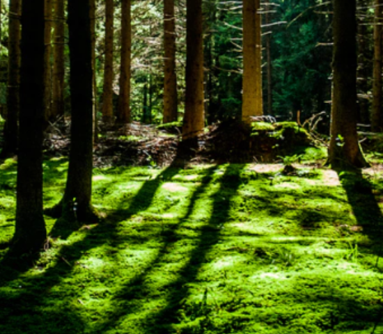 Forest with green lawn and sunlight going through trees