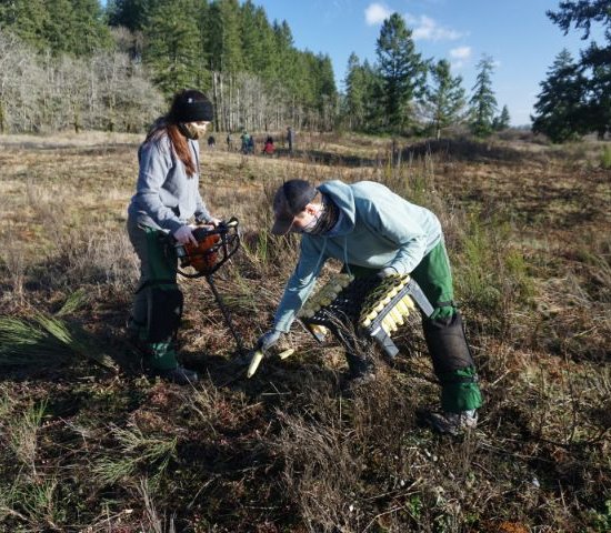 NPLD volunteers planting rare prairie/oak savanna flowers