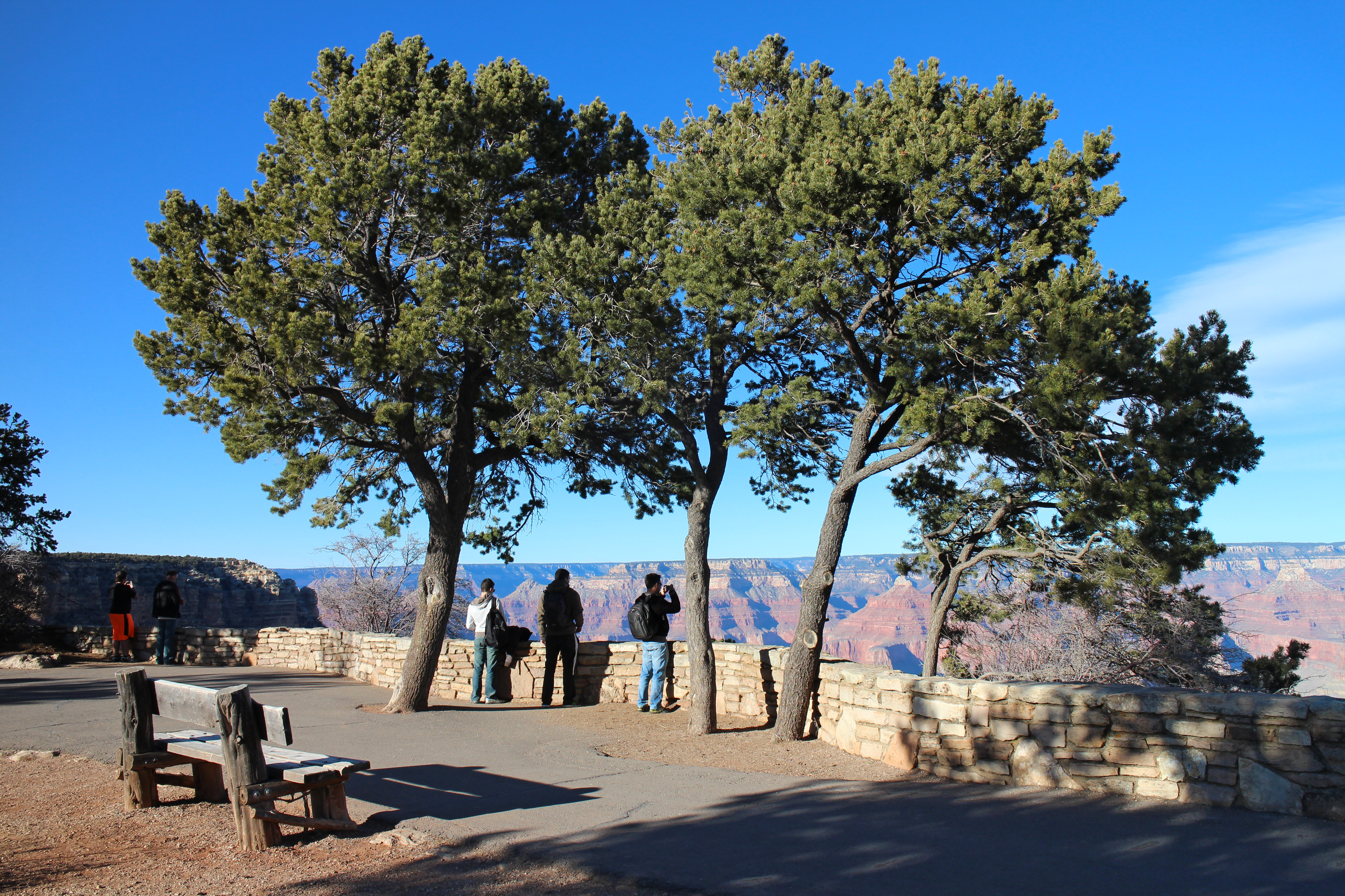 Pinyon pines along rim of Grand Canyon National Park. 