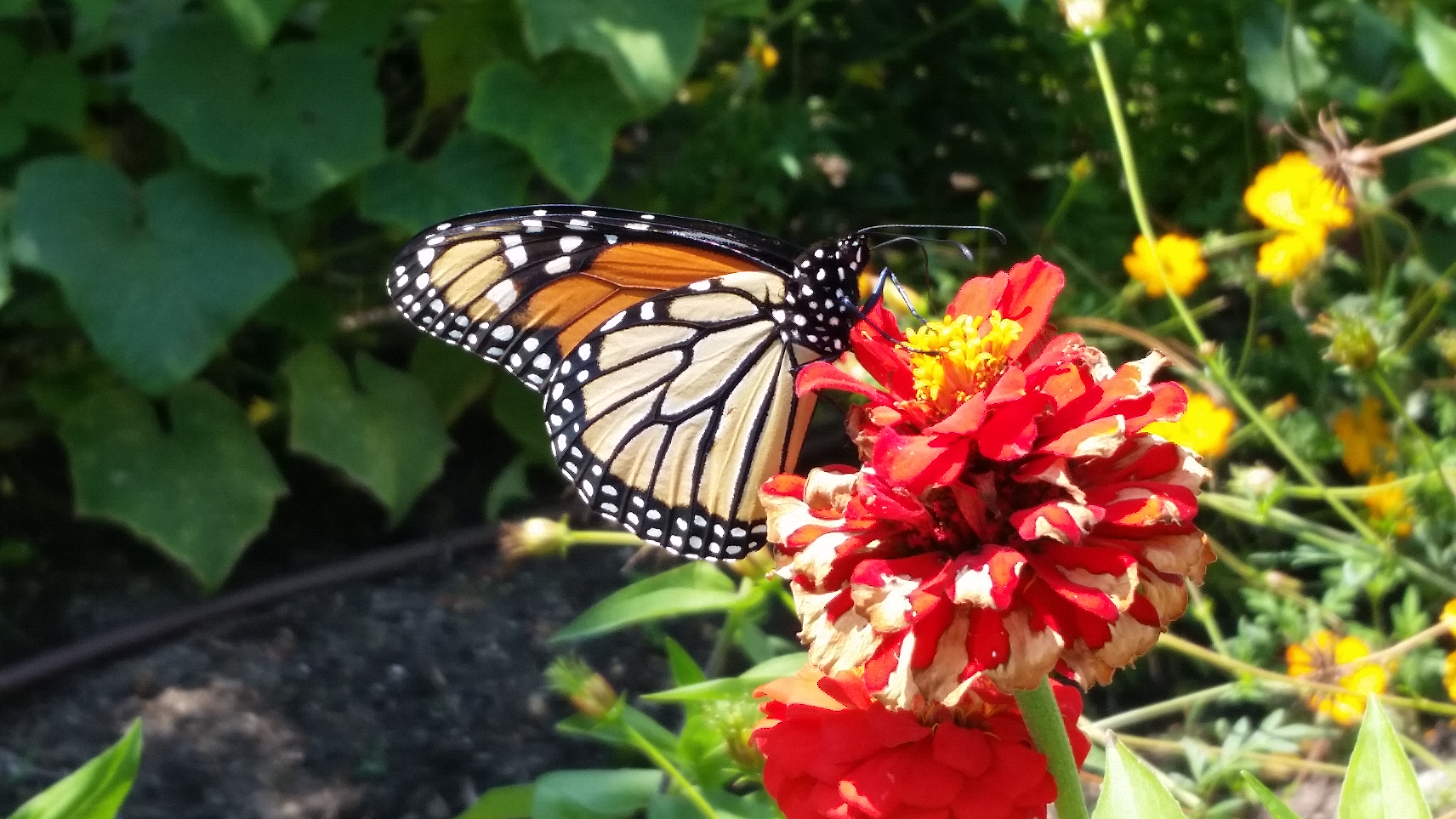 Monarch Butterfly submitted to Project Noah