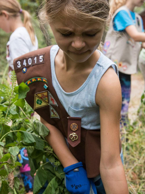 Brownie outdoors pulling invasive weeds for environmental education activity