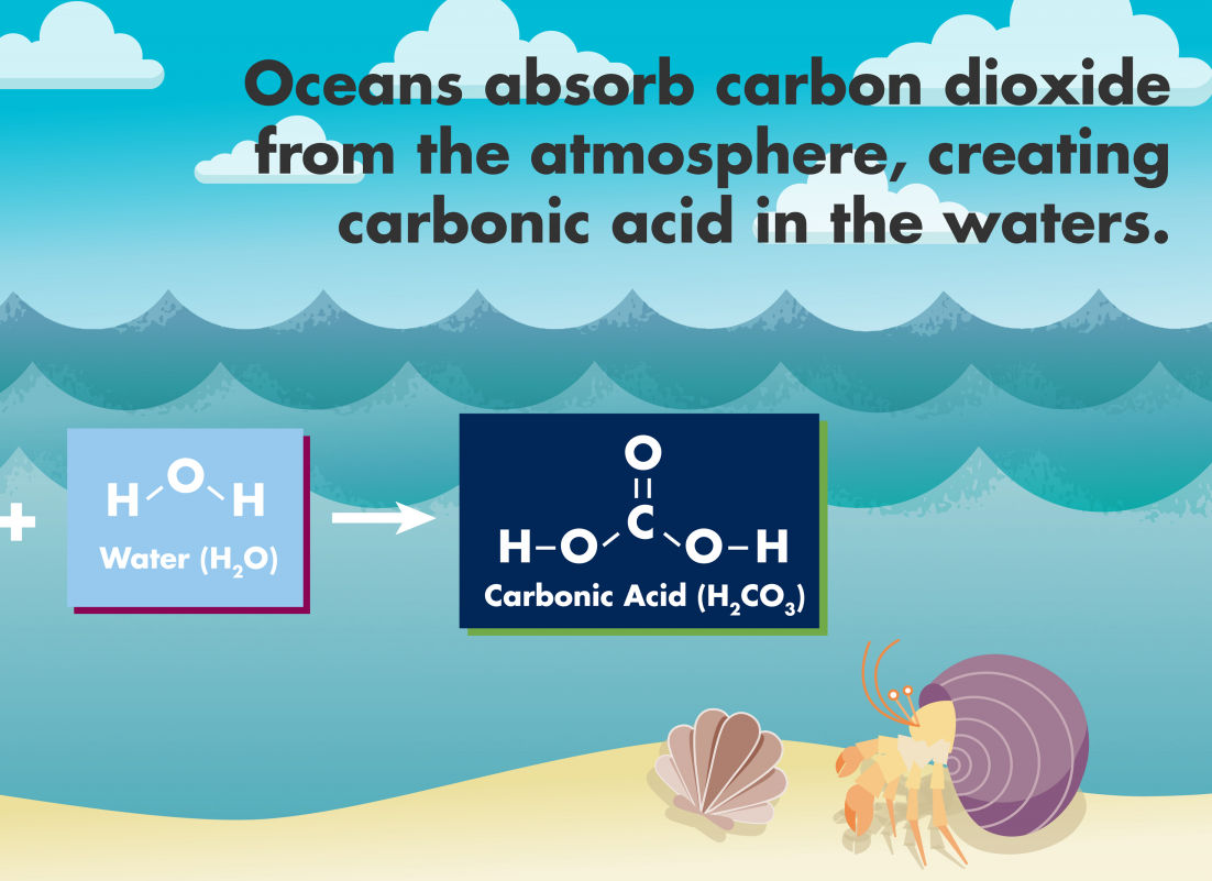 essay on ocean acidification