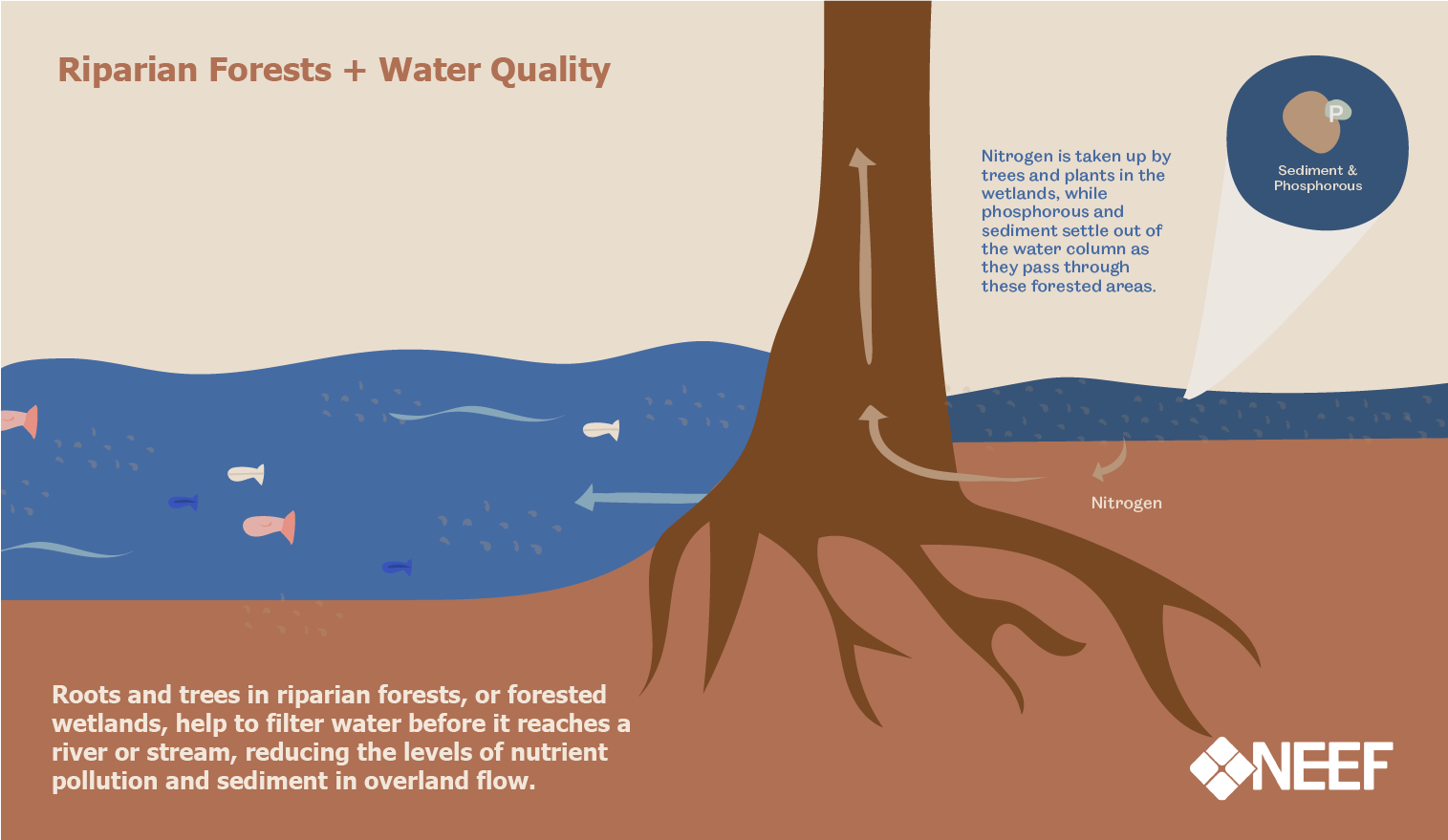 Riparian Forests & Water Quality Infographic The National