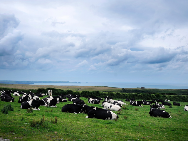 Cows lying down in a field