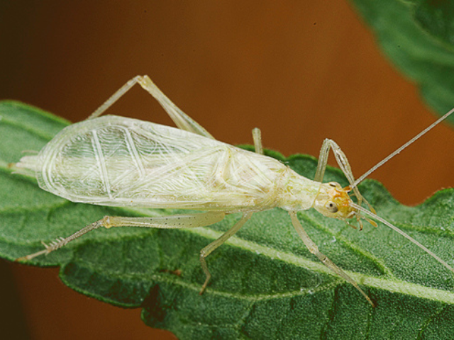 Snowy tree cricket on leaf