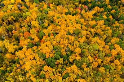 Aerial view of colorful leaves