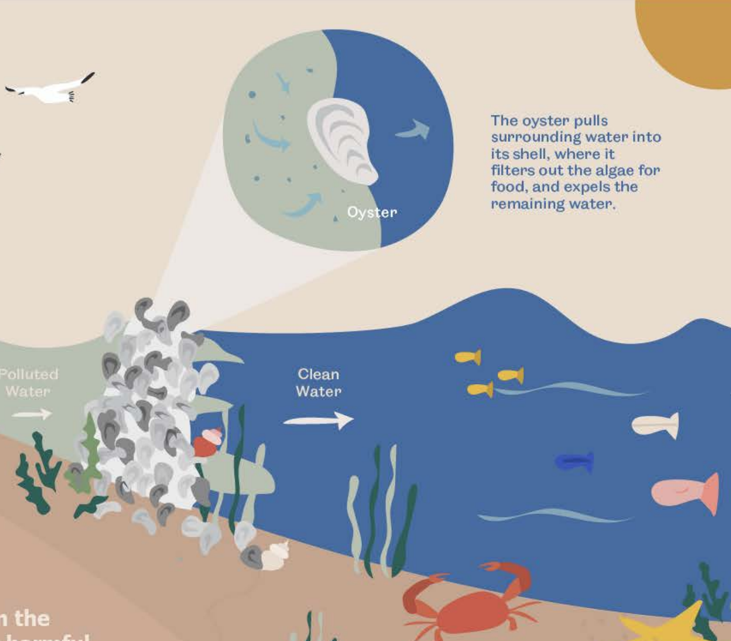 Oysters infographic section