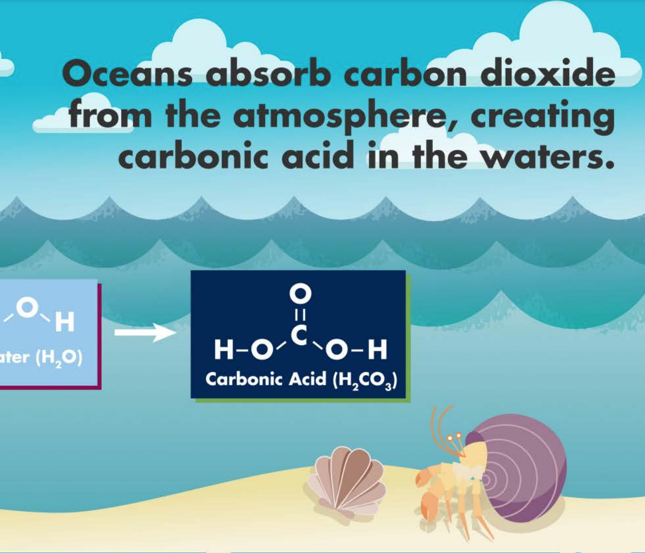 Ocean acidification infographic section