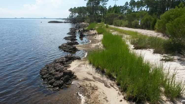 Photo of a living shoreline in Florida