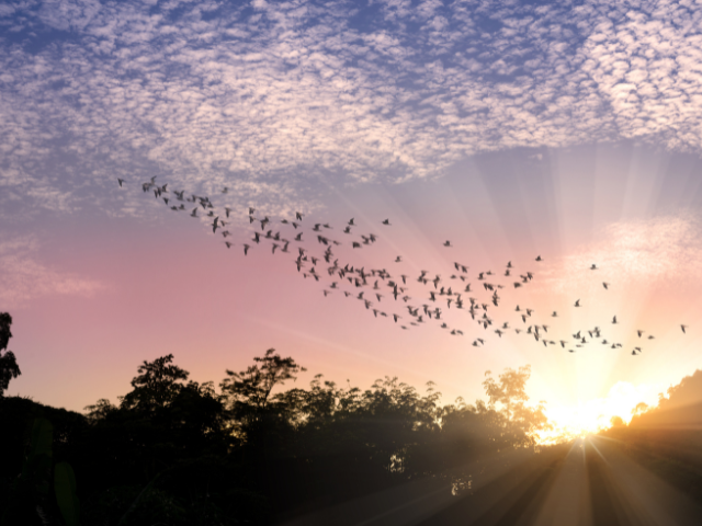 Birds flying low in the sky with a sunset in the background