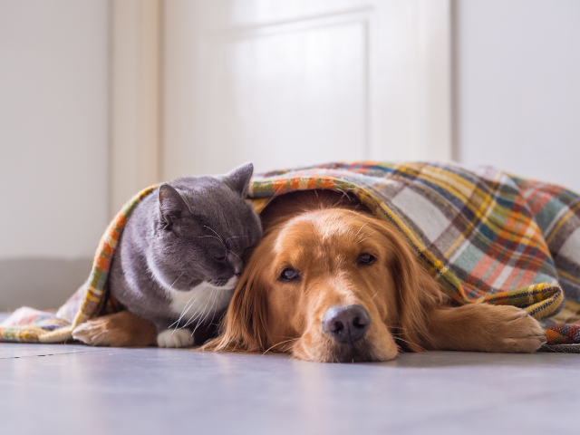 Dog and cat laying under a blanket together