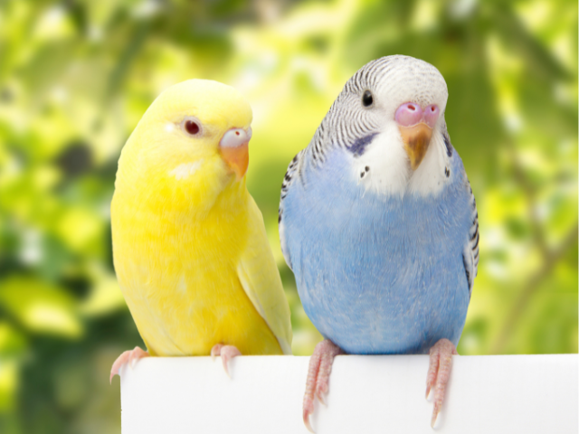 Parakeets perched on a table outdoors