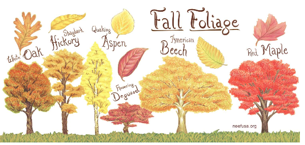 Illustration of 6 common types of North American trees and their leaves