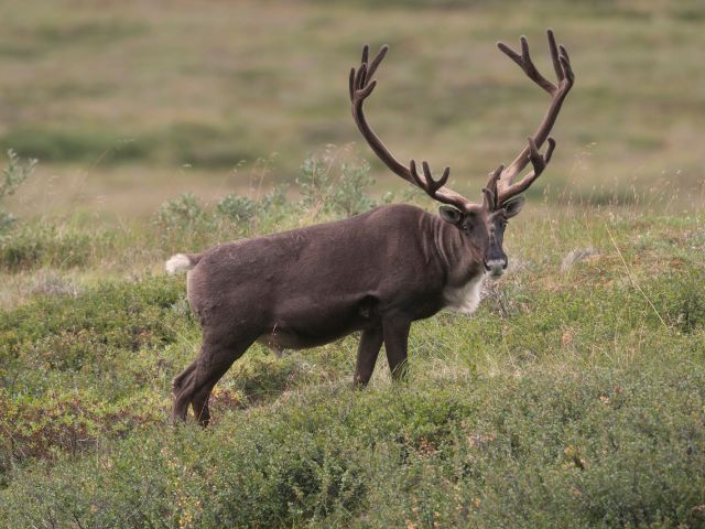 Bull caribou with velvet antlers in summer at Denali National Park