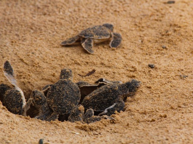 baby sea turtles emerge from a nest on sandy beach
