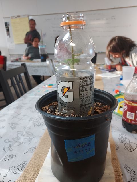 a tree seedling under a plastic water bottle in a classroom