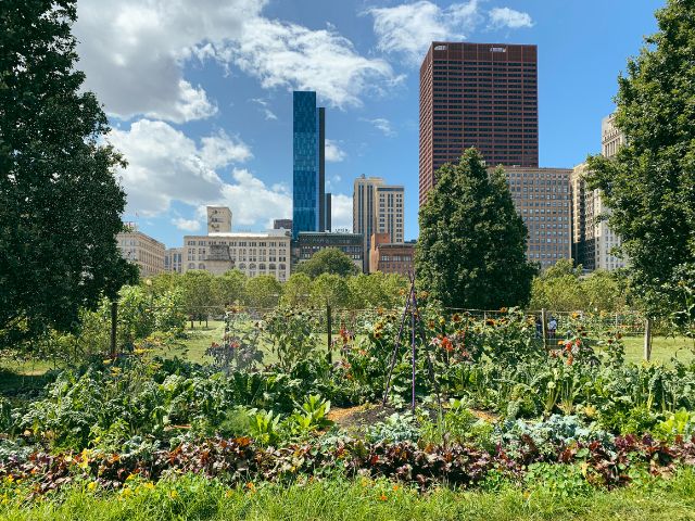 a green urban park with the Chicago skyline in the background