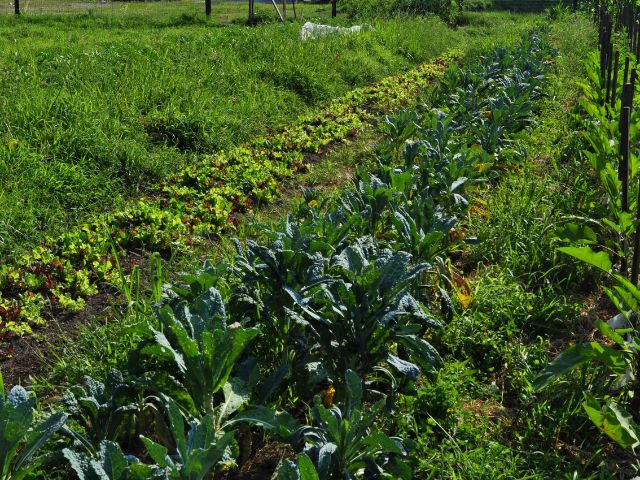 Bartram's Garden community vegetable garden
