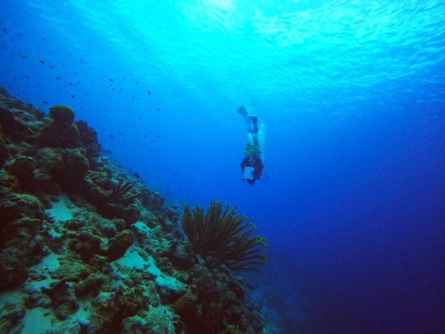 Lindsay Cordero diving underwater
