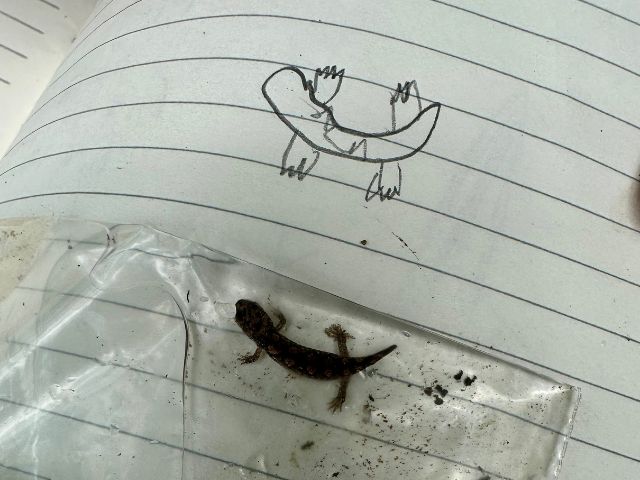 a live salamander sits in a plastic bag filled with water next to a sketch of a salamander in a notebook.