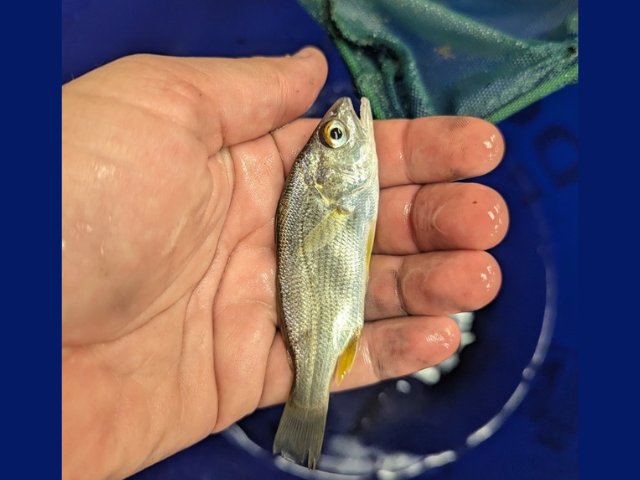 Silver Perch by  marsci_alex