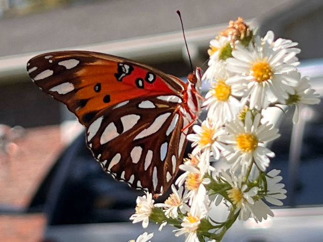 Butterfly on flowers