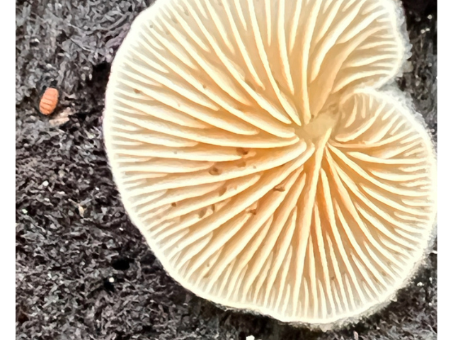 Variable Oysterling by BD Thomas