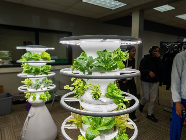 McCaskey High School hydroponic gardens