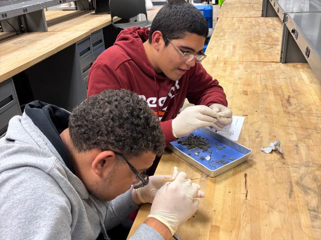 student disecting owl pellets as part of a Greening STEM project