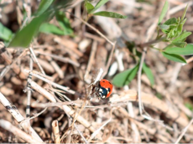 a ladybug at Freshkills Park by Advance-SILive_Priya Shahi_
