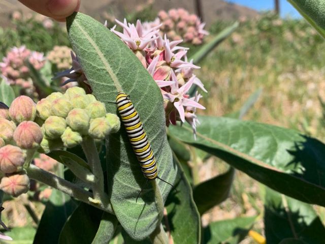 A monarch catepillar on a milkweed plant in Salmon Valley, Idaho.
