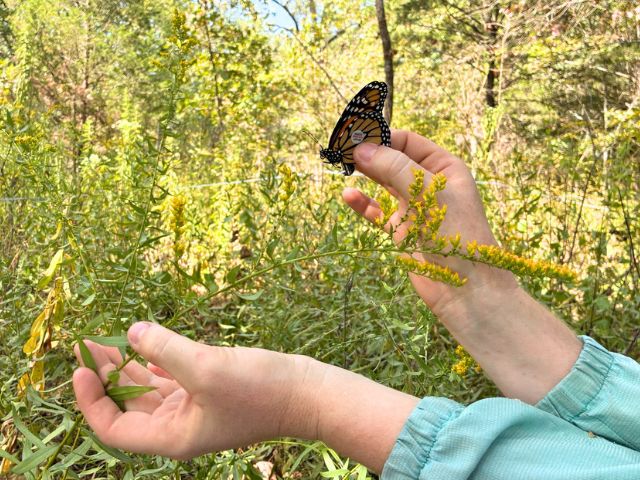monarch butterfly with a tag on its wing being held by a volunteer