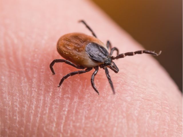 American deer tick