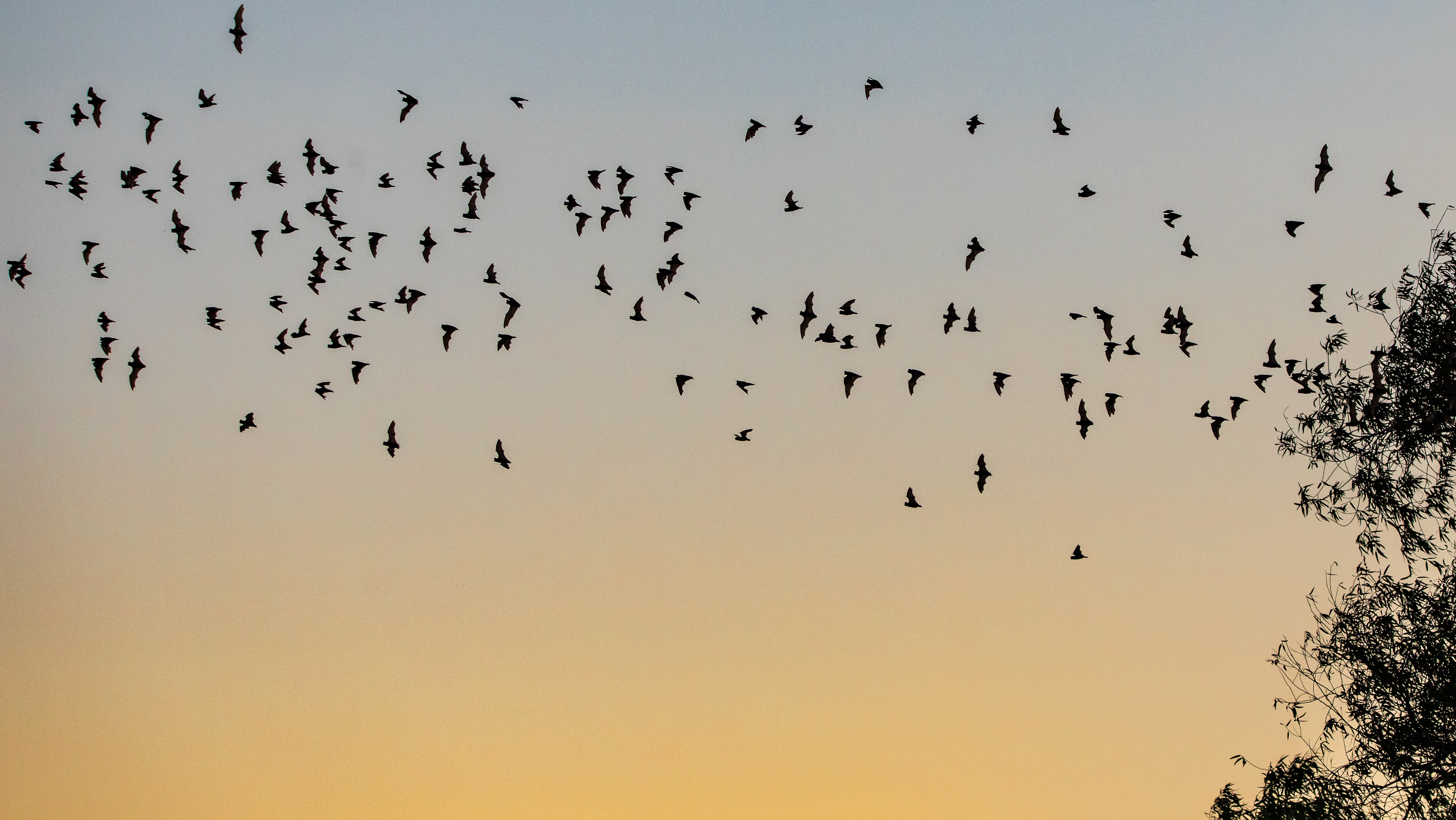 bats flying from a cave in YOLO Bypass Wildlife Area California