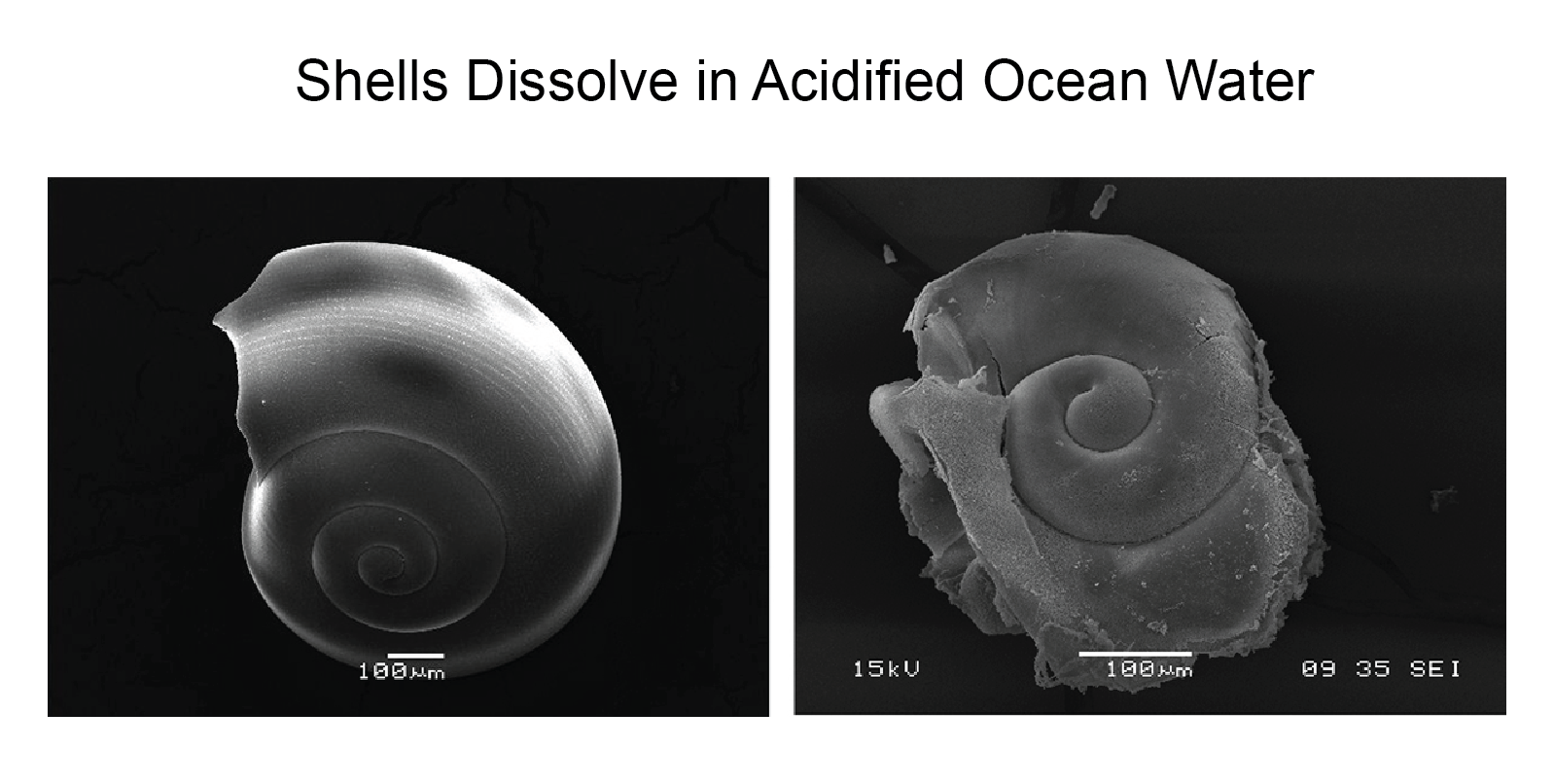 Shells Dissolve in Acidified Ocean Water