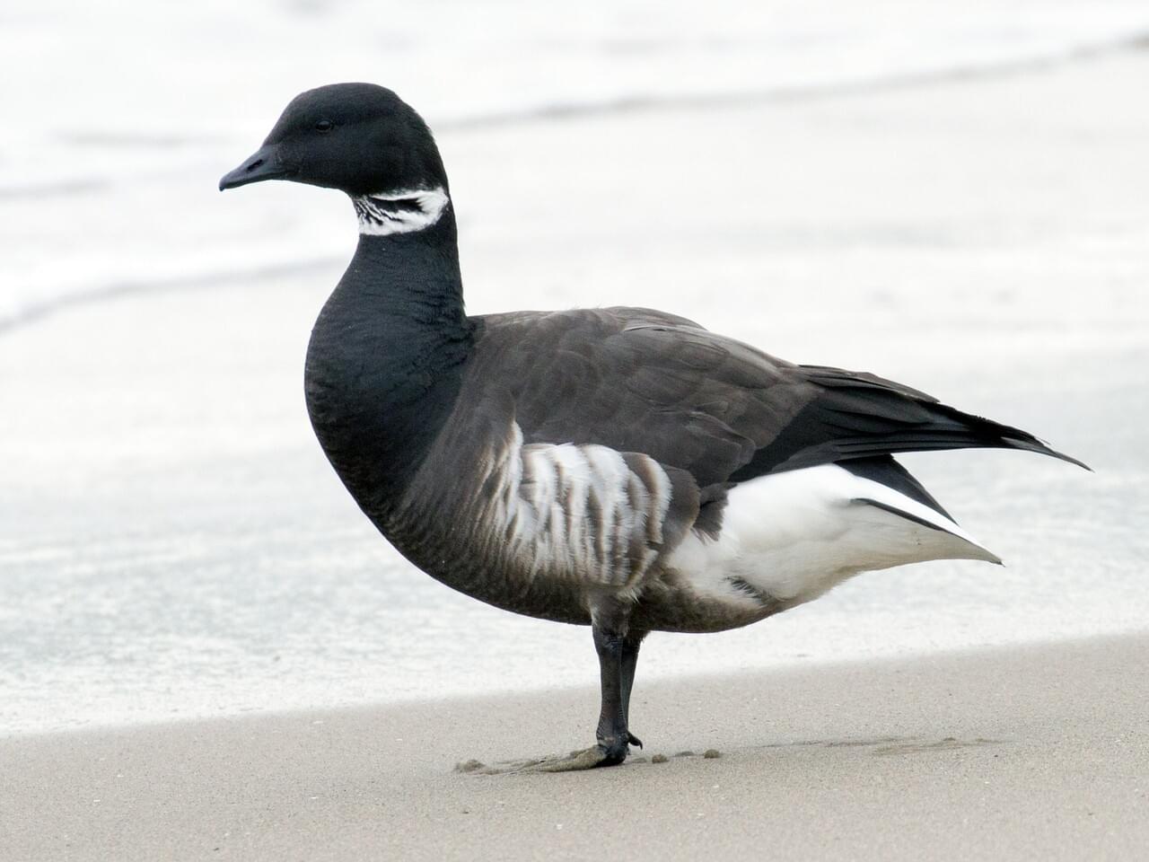 Pacific brant bird on the beach