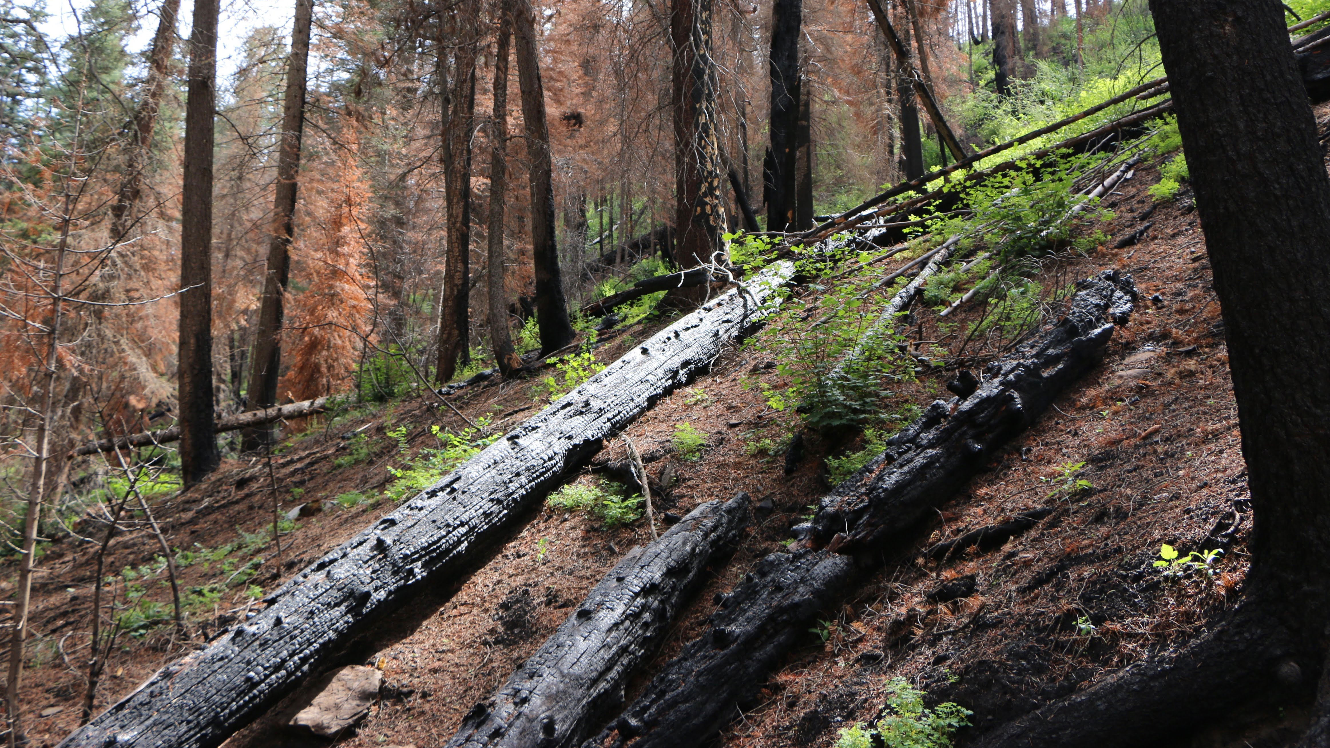 Scorched trees in southwestern Colorado