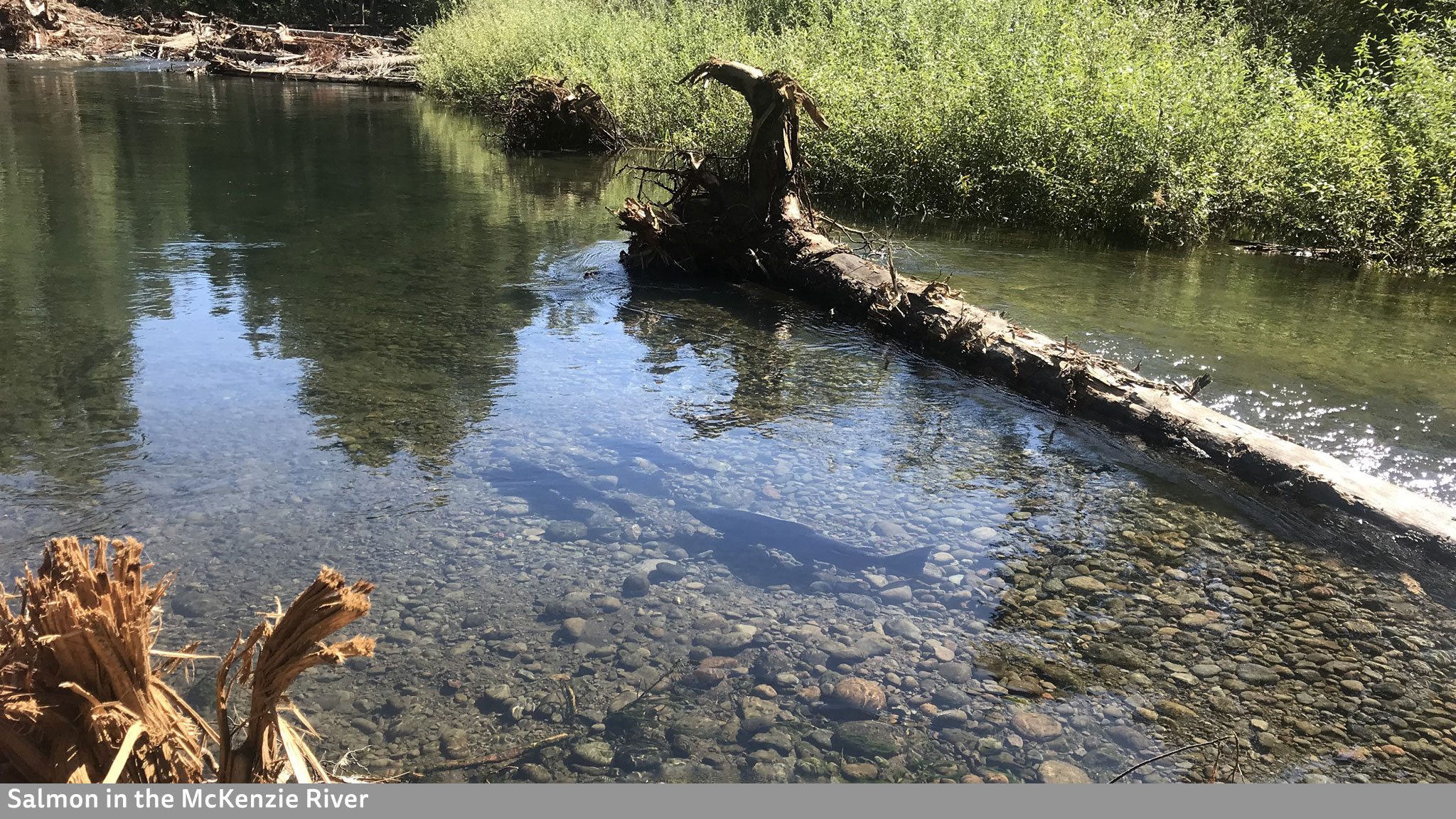 Salmon in the McKenzie River