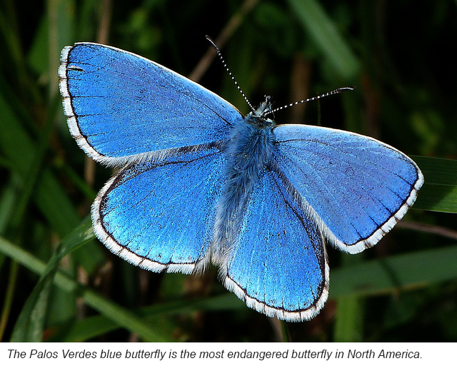 The Palos Verdes blue butterfly is the most endangered butterfly in North America. 