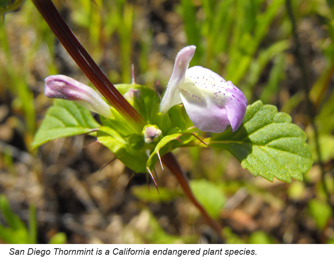 San Diego thornmint is a California endangered plant species