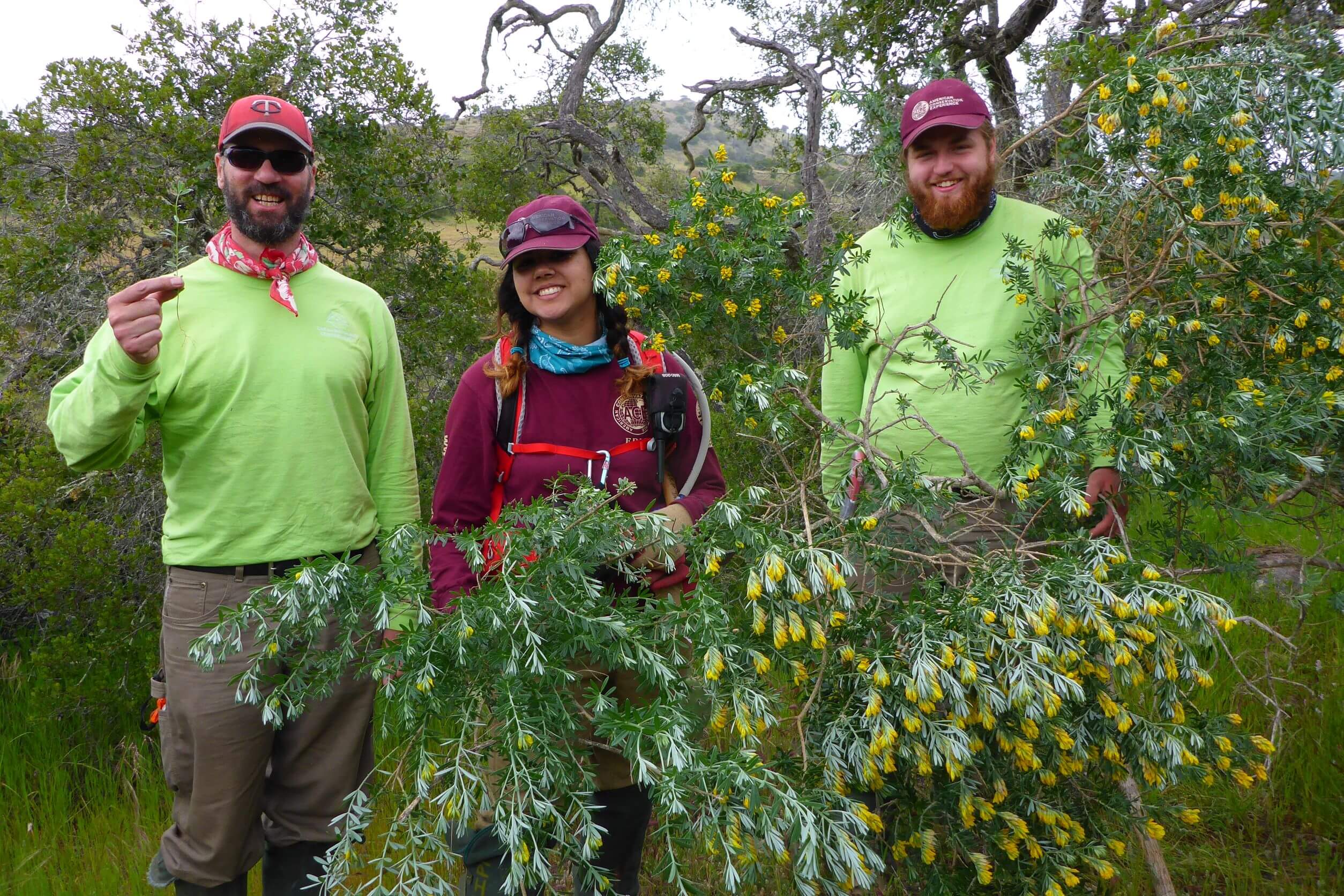 Catalina Island Conservancy photo of woman and two men holding a tree branch