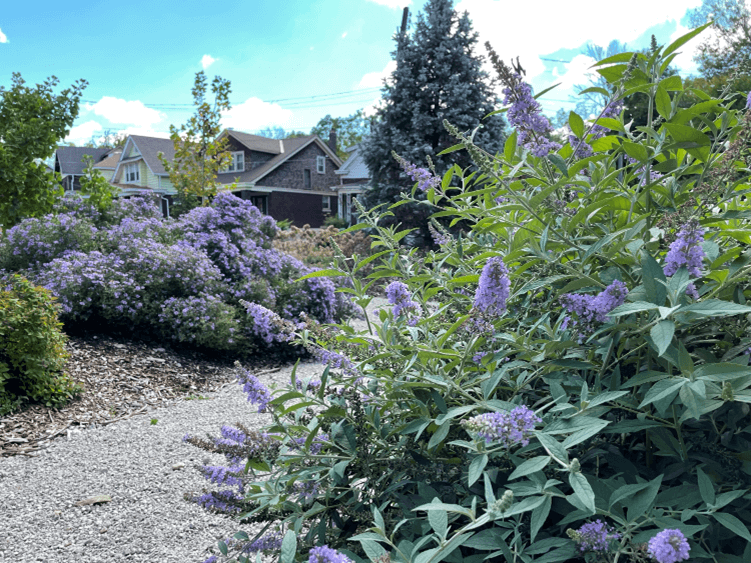 Purple flowers on a path in a city garden in Cincinnati