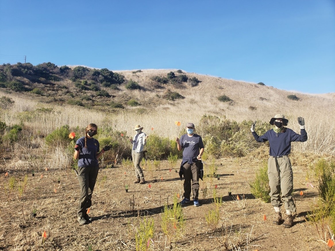 Crystal Cove Conservancy volunteers clearing invasive plants