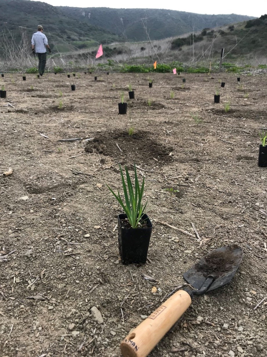 Installing native plants and grasses at the expanded Bowl site in Moro Canyon