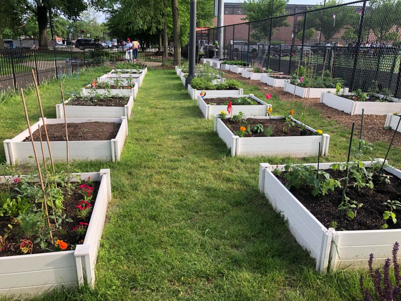 raised garden beds in Chicago's Loomis Street Park