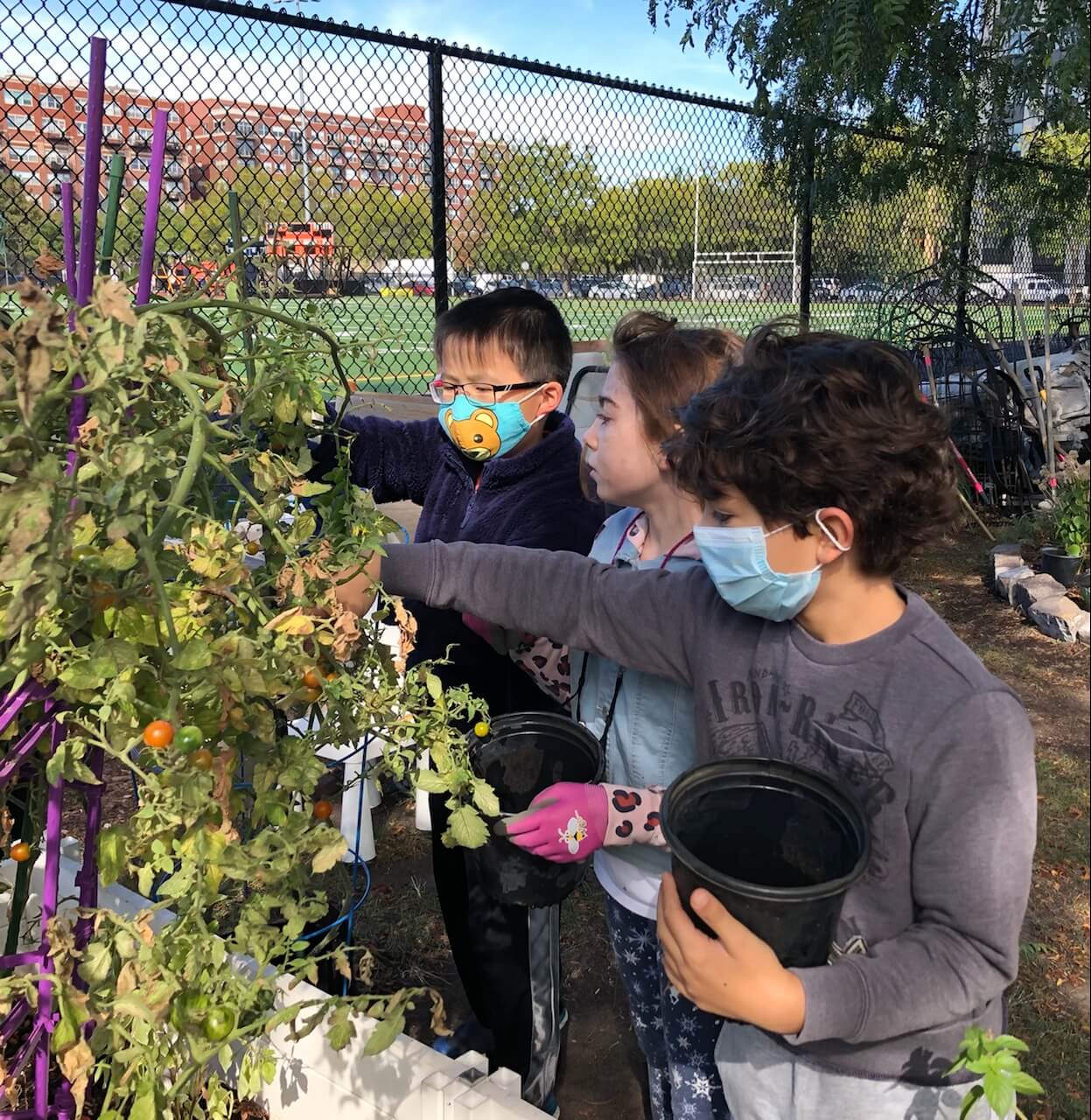 Young volunteers harvesting tomatoes for donation