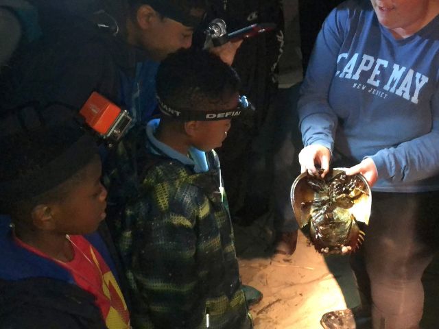 photo of children looking at a horseshoe crab as part of a citizen science activity