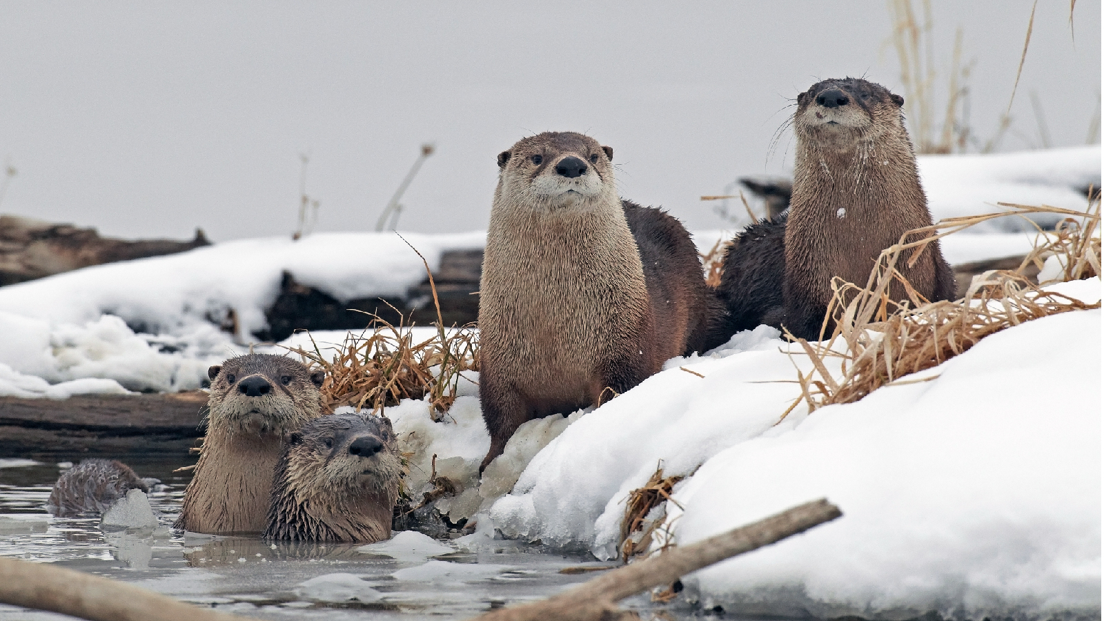 An Otter Success | NEEF An Otter Success | NEEF