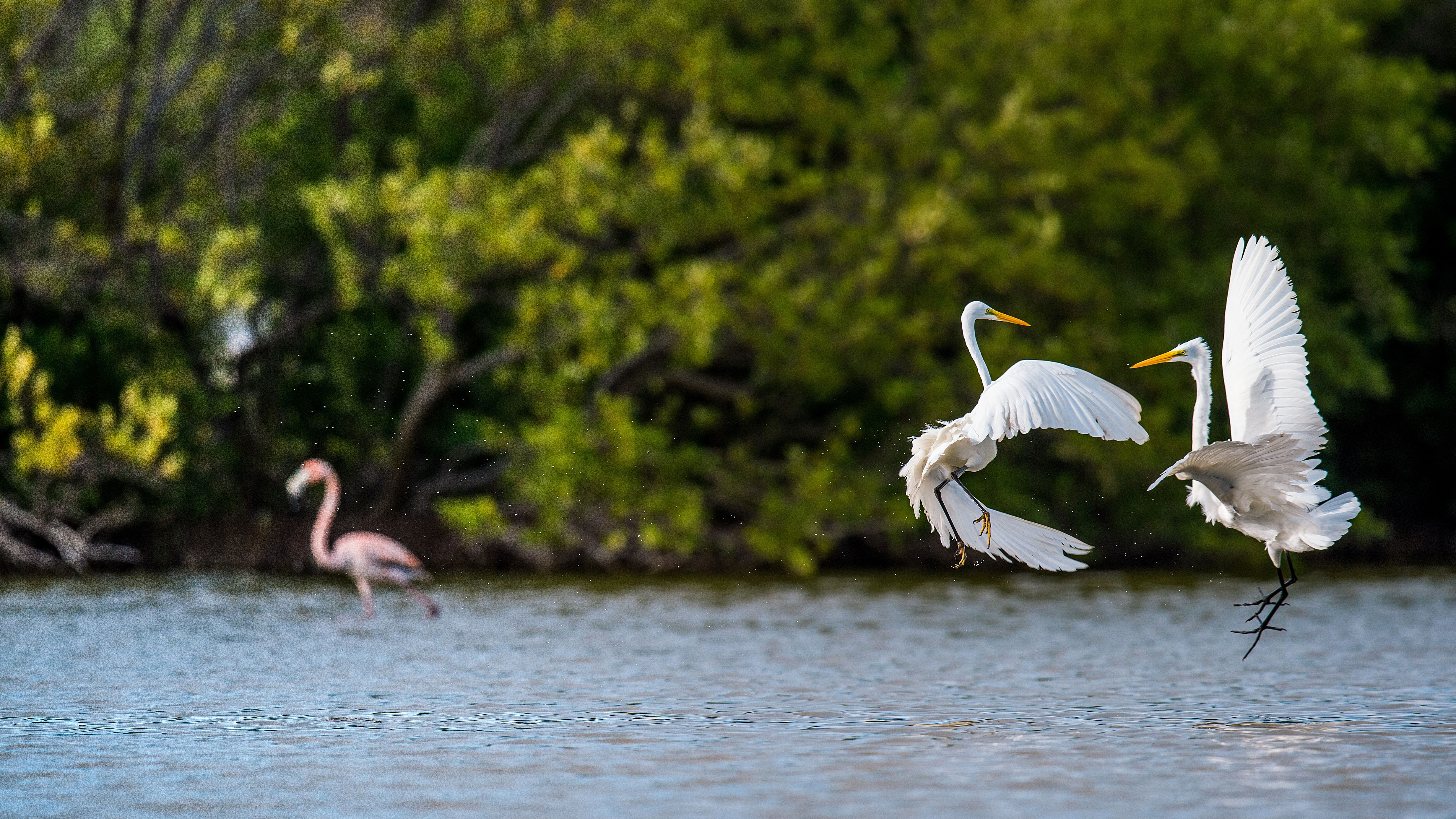 Wetlands of the United States | NEEF Wetlands of the United States | NEEF