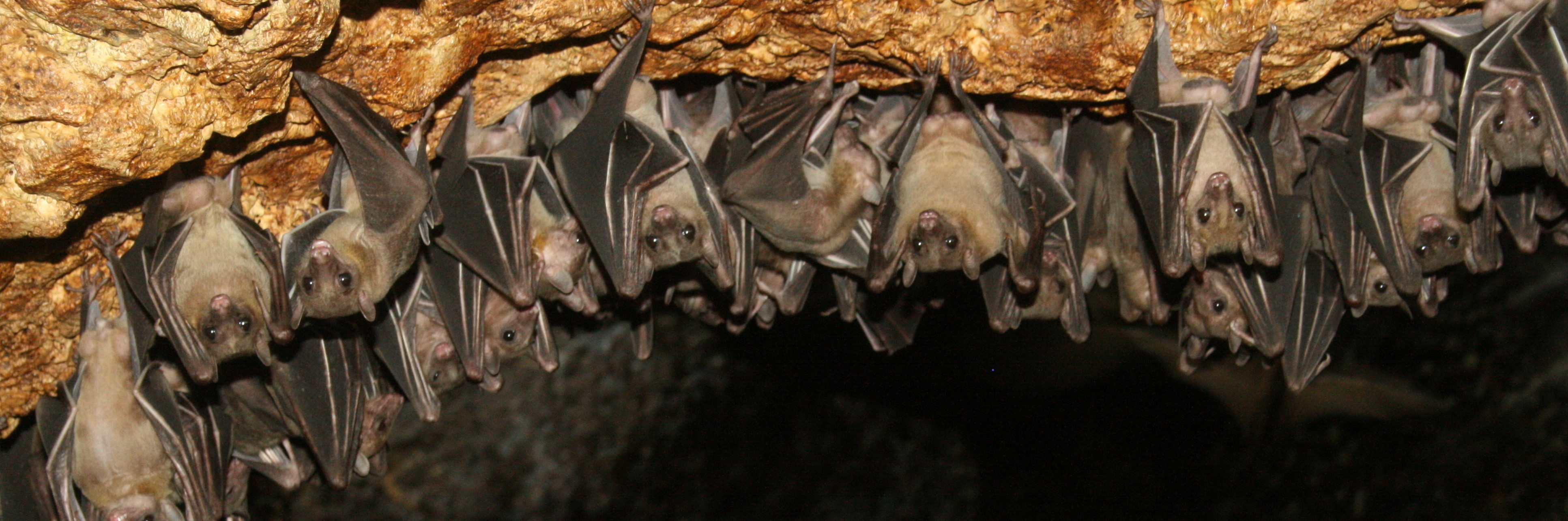 WEB21-philippine%20bats%20in%20cave-1800x600.jpeg